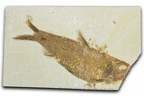 Bargain, Fossil Fish (Knightia) - Wyoming #345470-1